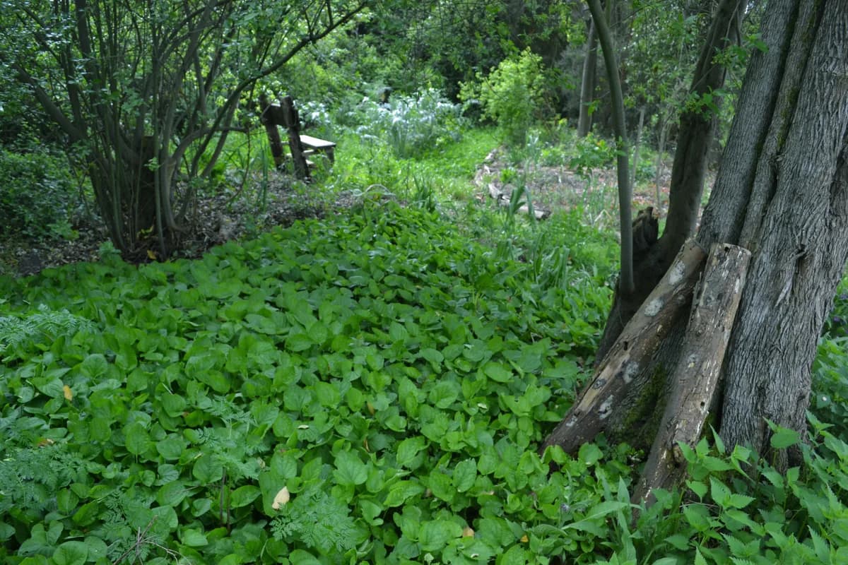 Bosque comestible — capturas — captura 3